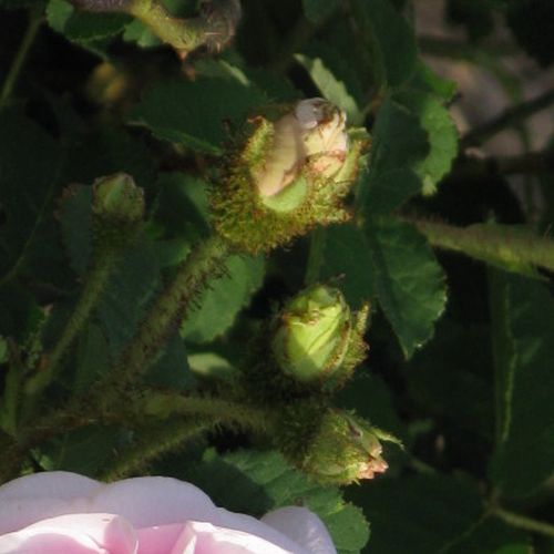 Rosa Général Kléber - roz - Trandafir copac cu trunchi înalt - cu flori tip trandafiri englezești - coroană tufiș